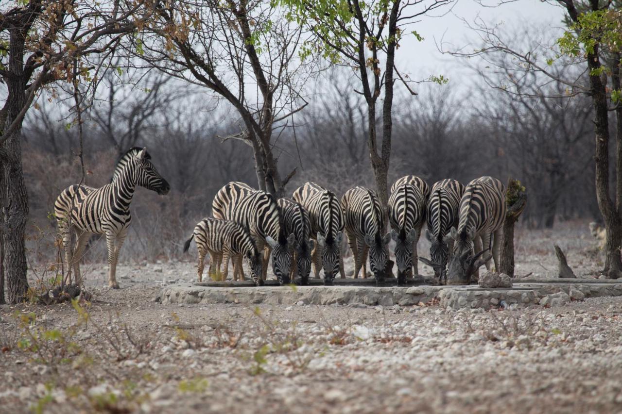 Okutala Etosha Lodge Оучо Экстерьер фото