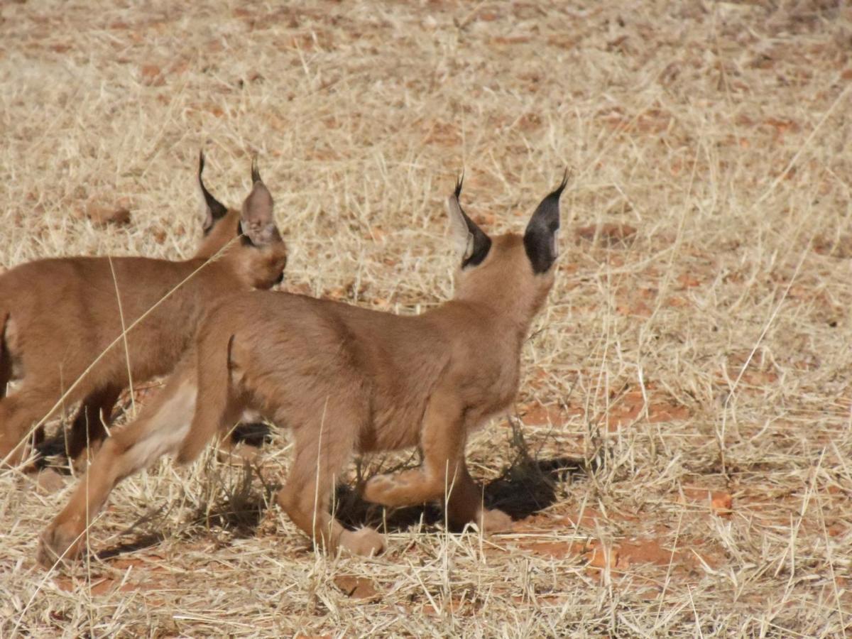 Okutala Etosha Lodge Оучо Экстерьер фото
