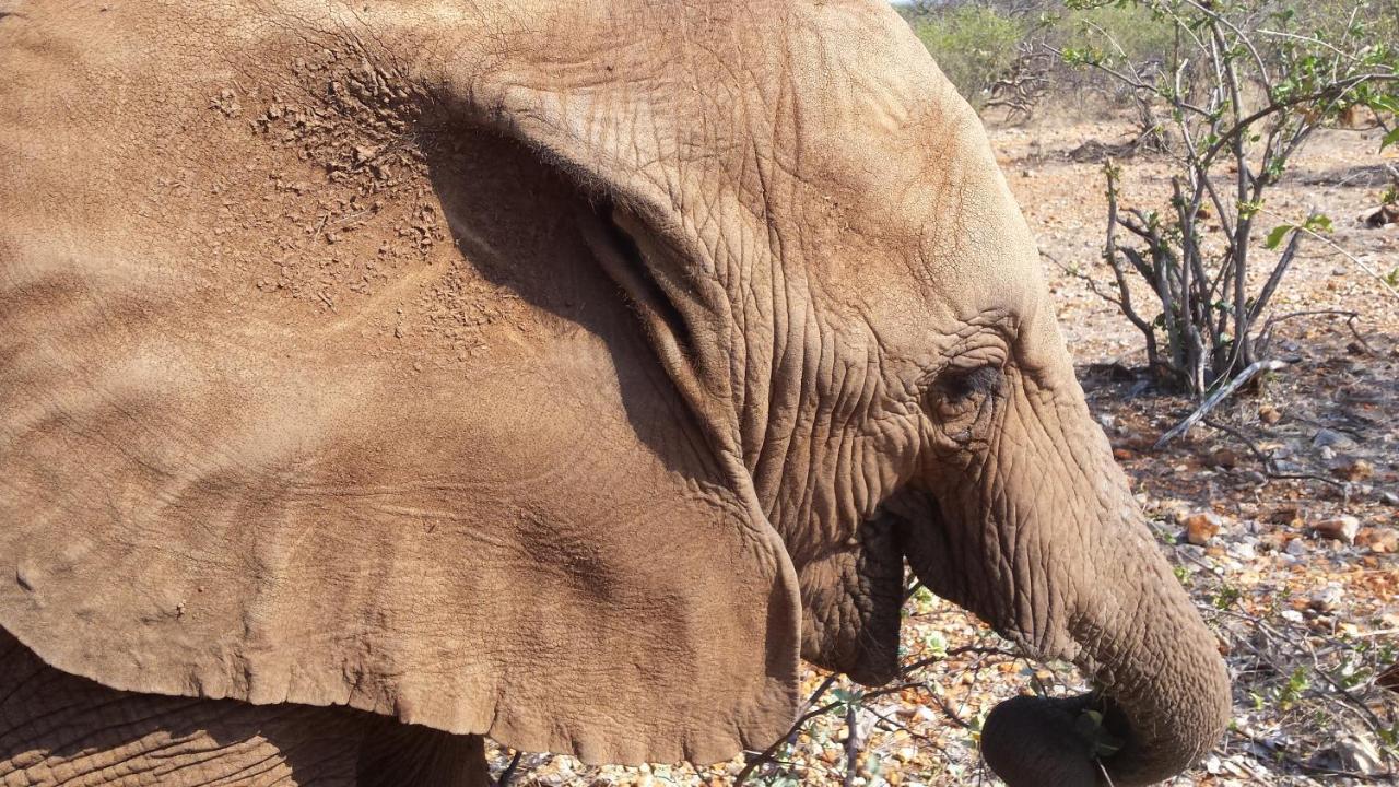 Okutala Etosha Lodge Оучо Экстерьер фото